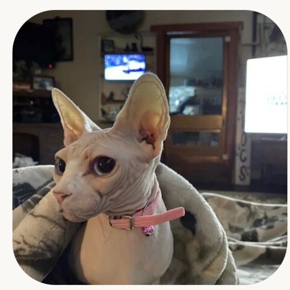 Meet your Posher, Brenda - Picture 2 of 2